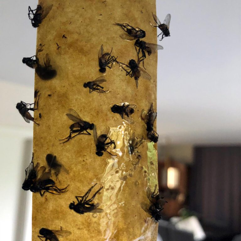 8-Pack Fly Papers - Brunnings